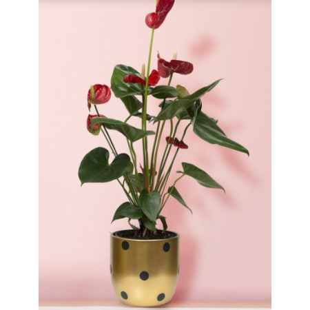 Puantiyeli Vazoda Kırmızı Antoryum Çiçeği